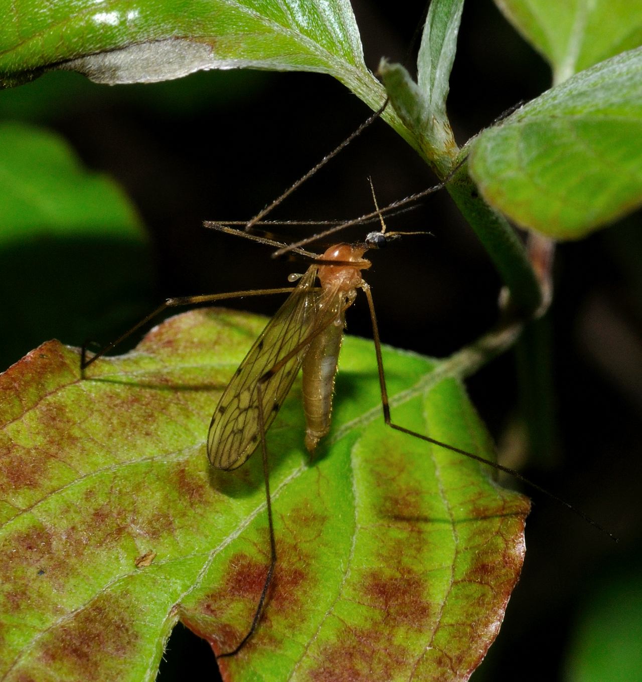 Tipula ?